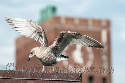 BB 09 0334 / Larus argentatus / Gråmåke